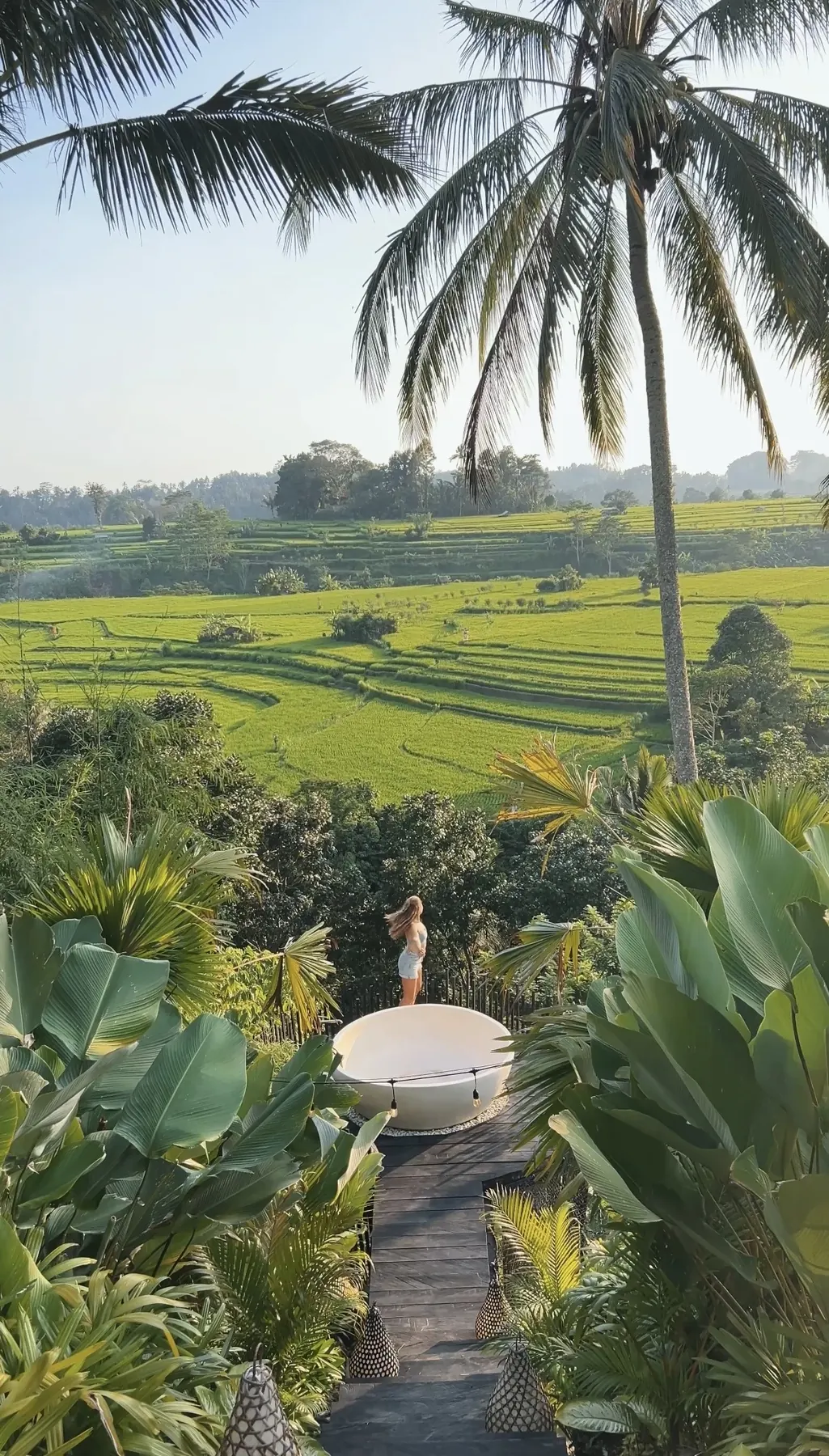 Rice terraces framed by palm trees