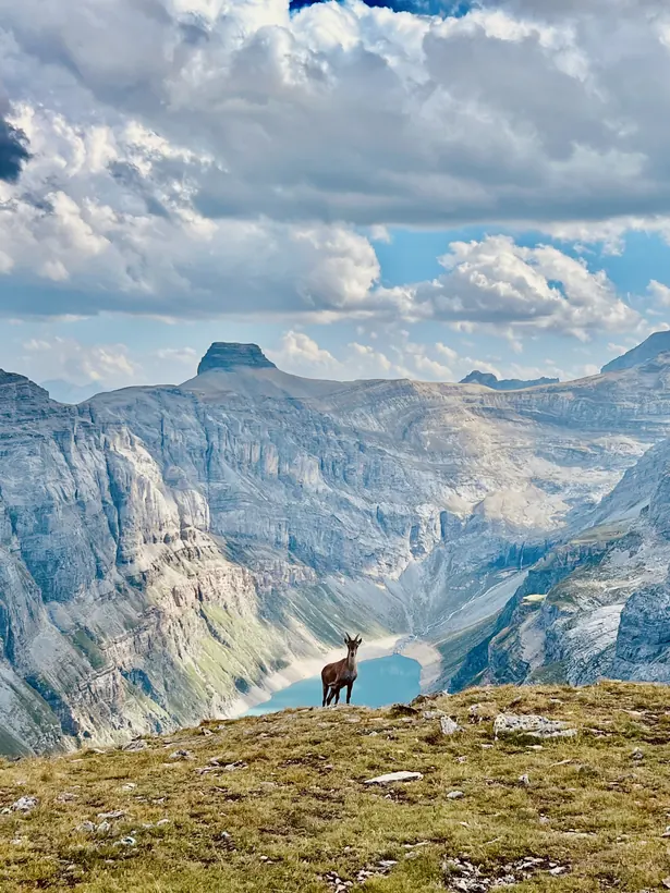 A chamois on a ridge above a turquoise mountain lake